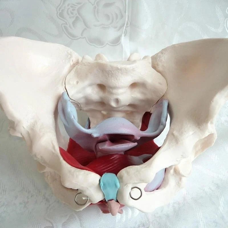 Removable Female Pelvis Pelvic Floor Muscle Anatomical Model Uterus Ovary Muscle Teaching Resources Educational Model Props - Image 2