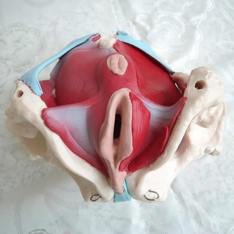 Removable Female Pelvis Pelvic Floor Muscle Anatomical Model Uterus Ovary Muscle Teaching Resources Educational Model Props - Image 3
