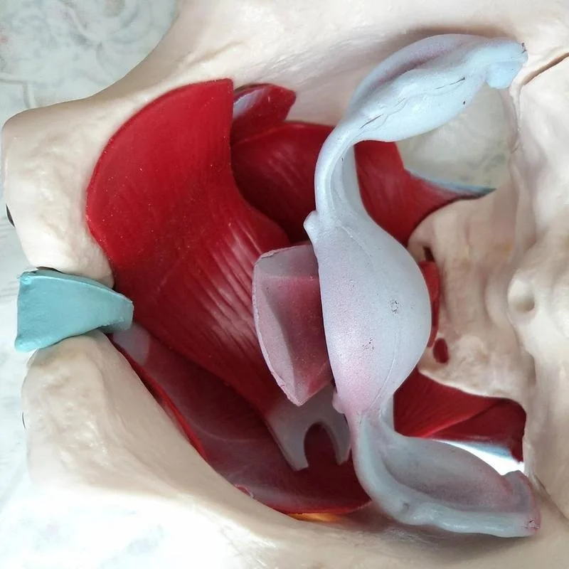 Removable Female Pelvis Pelvic Floor Muscle Anatomical Model Uterus Ovary Muscle Teaching Resources Educational Model Props - Image 4