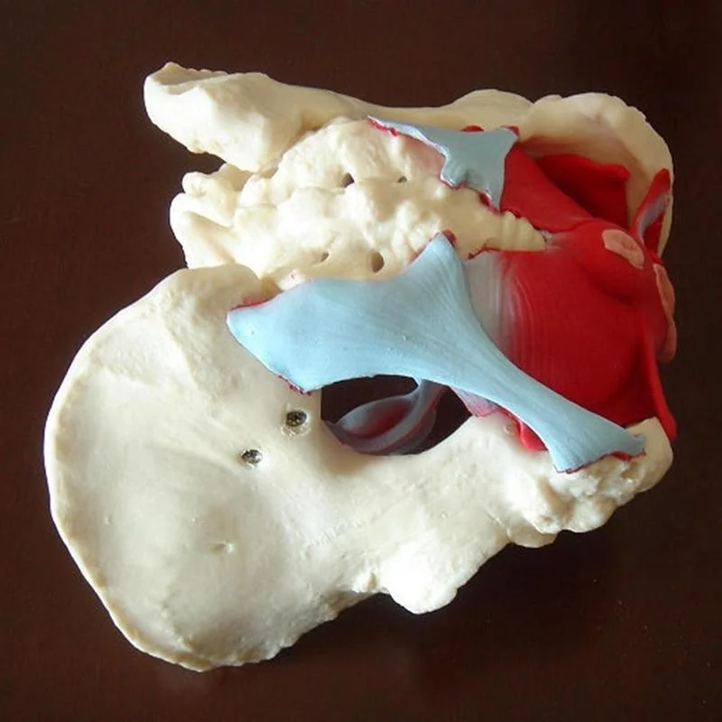 Removable Female Pelvis Pelvic Floor Muscle Anatomical Model Uterus Ovary Muscle Teaching Resources Educational Model Props - Image 5