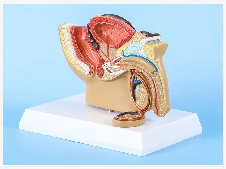 Sagittal Pelvic Anatomy Model Male And Female Male Reproductive Organ Model Reproductive System Model Medical Teaching Supplies - Image 2