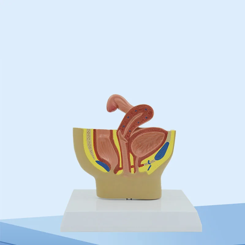 Sagittal Pelvic Anatomy Model Male And Female Male Reproductive Organ Model Reproductive System Model Medical Teaching Supplies - Image 4