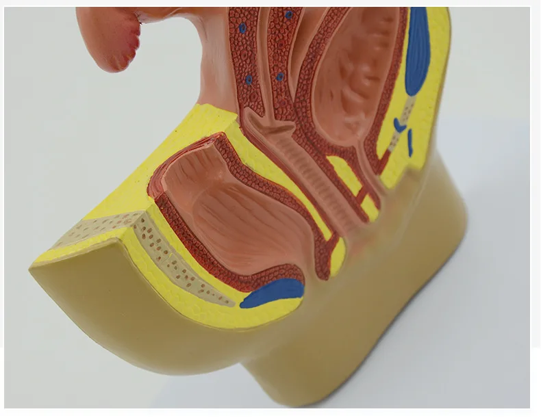 Sagittal Pelvic Anatomy Model Male And Female Male Reproductive Organ Model Reproductive System Model Medical Teaching Supplies - Image 5