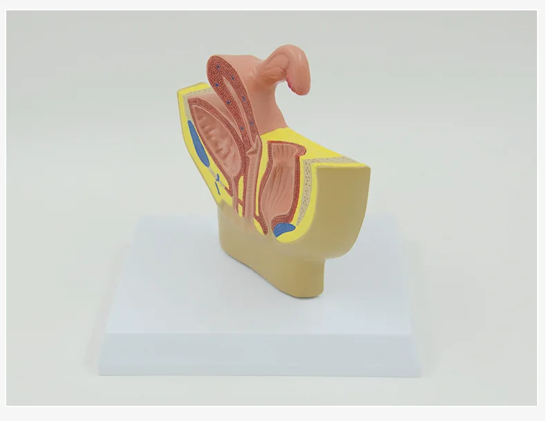 Sagittal Pelvic Anatomy Model Male And Female Male Reproductive Organ Model Reproductive System Model Medical Teaching Supplies - Image 6