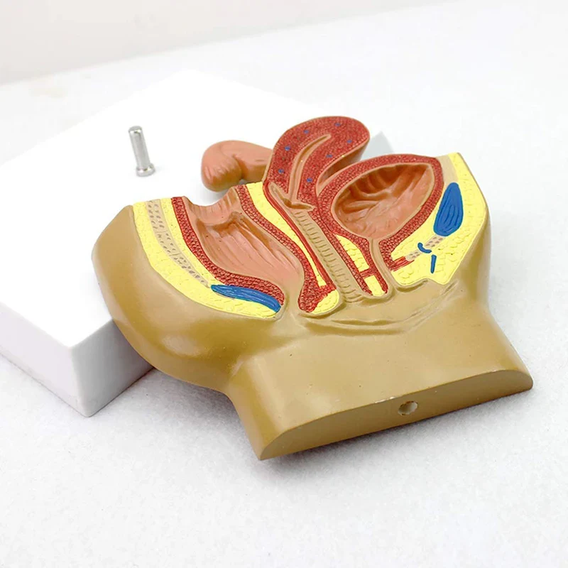 Sagittal Pelvis Anatomy Model For Male And Female, Male Reproductive Organ Model, Female Reproductive System Uterus Model - Image 2