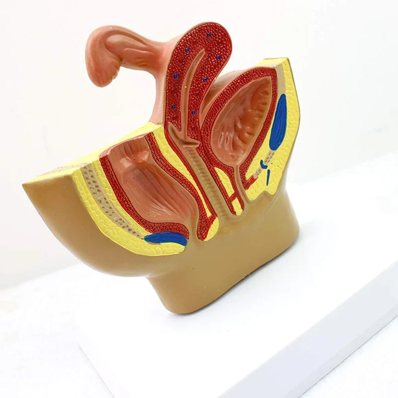 Sagittal Pelvis Anatomy Model For Male And Female, Male Reproductive Organ Model, Female Reproductive System Uterus Model - Image 3