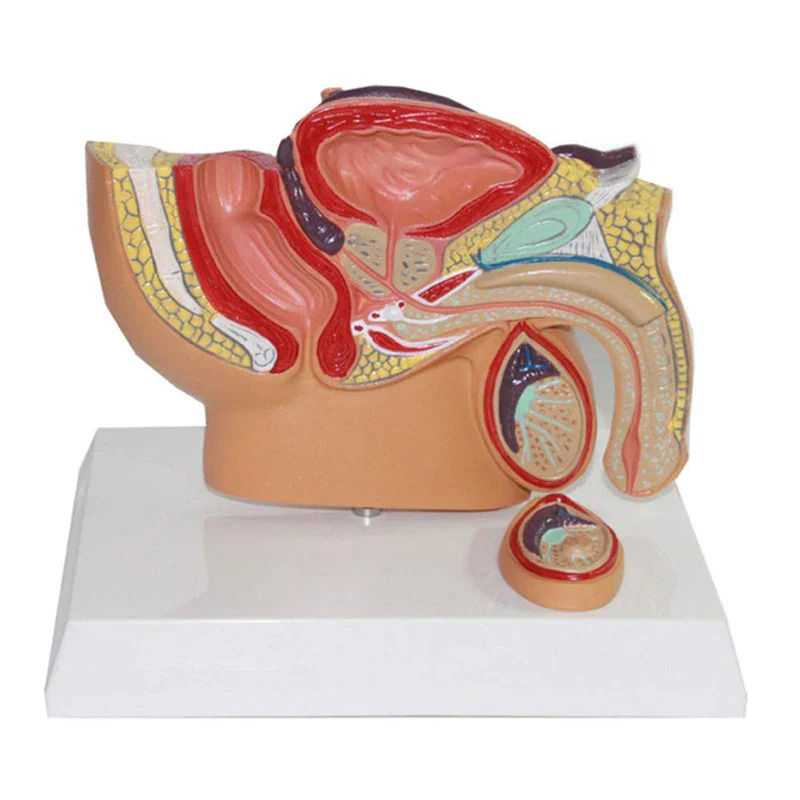 Sagittal Pelvis Anatomy Model For Male And Female, Male Reproductive Organ Model, Female Reproductive System Uterus Model - Image 4