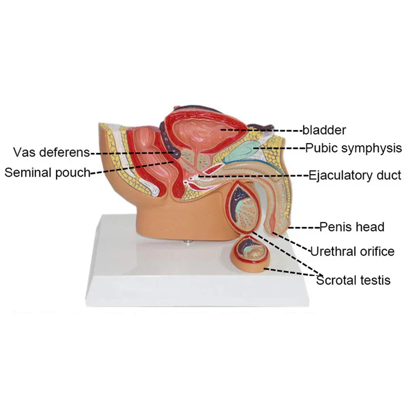 Sagittal Pelvis Anatomy Model For Male And Female, Male Reproductive Organ Model, Female Reproductive System Uterus Model - Image 5