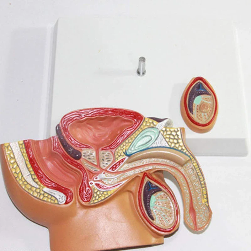 Sagittal Pelvis Anatomy Model For Male And Female, Male Reproductive Organ Model, Female Reproductive System Uterus Model - Image 6