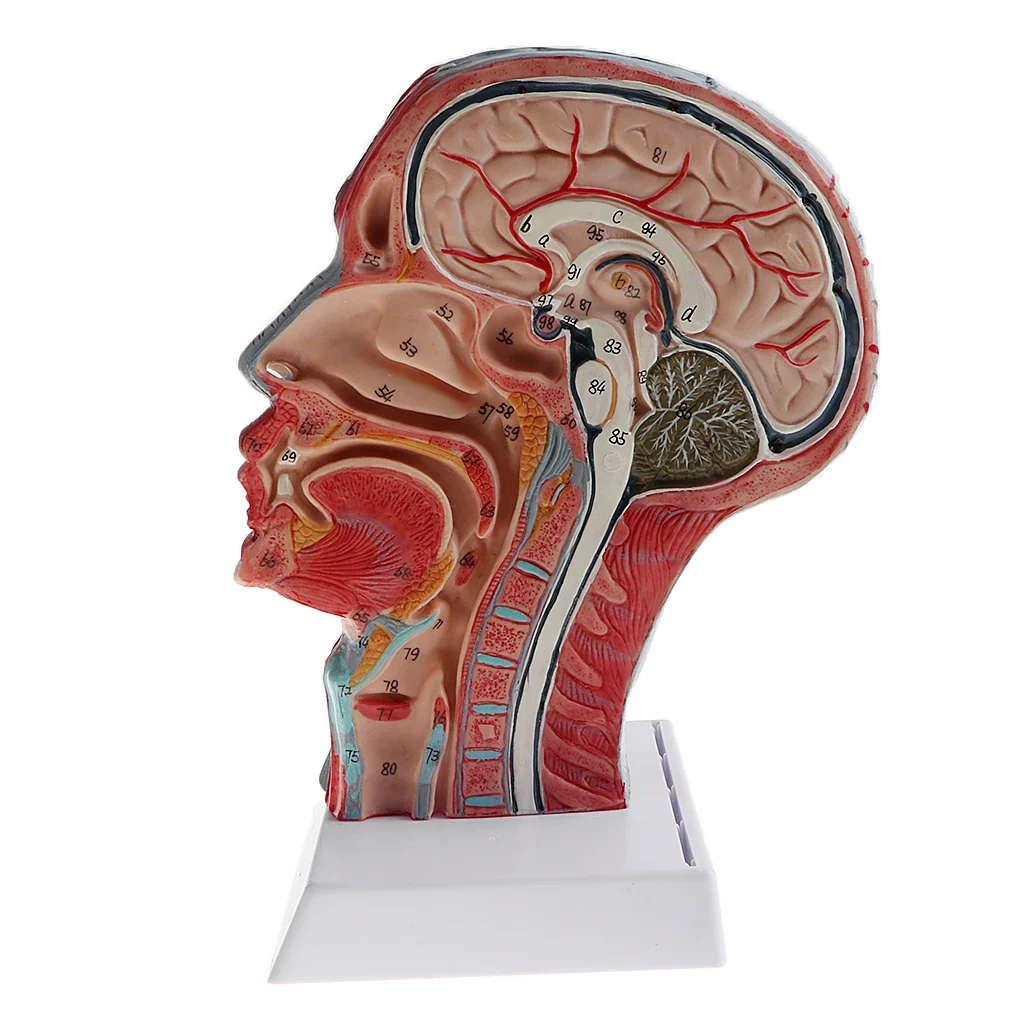 Sagittal Plane 1:1 Human Head Skeleton Neck Vessel Median Section Statue Nerve Arteries Veins Model Lab Supplies - Image 3