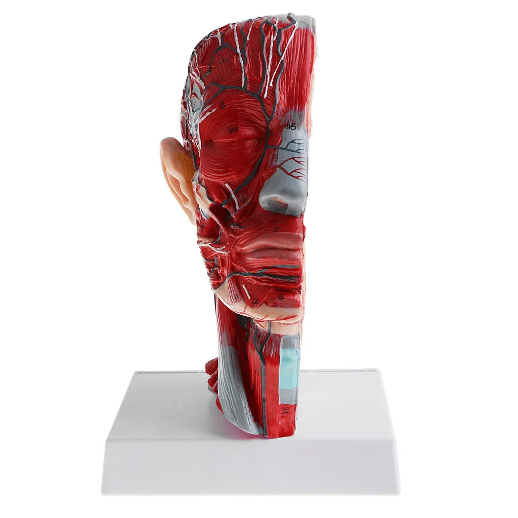 Sagittal Plane 1:1 Human Head Skeleton Neck Vessel Median Section Statue Nerve Arteries Veins Model Lab Supplies - Image 4