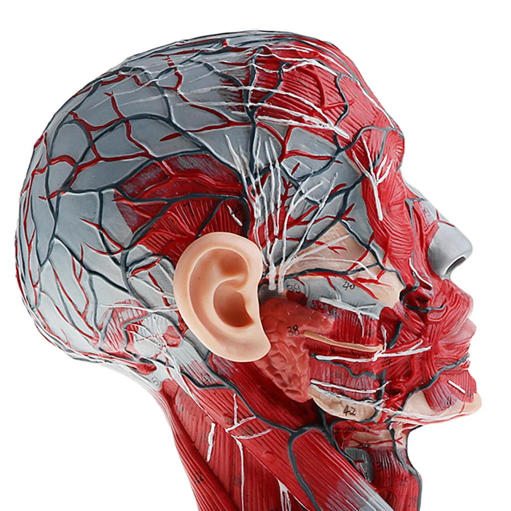 Sagittal Plane 1:1 Human Head Skeleton Neck Vessel Median Section Statue Nerve Arteries Veins Model Lab Supplies - Image 6