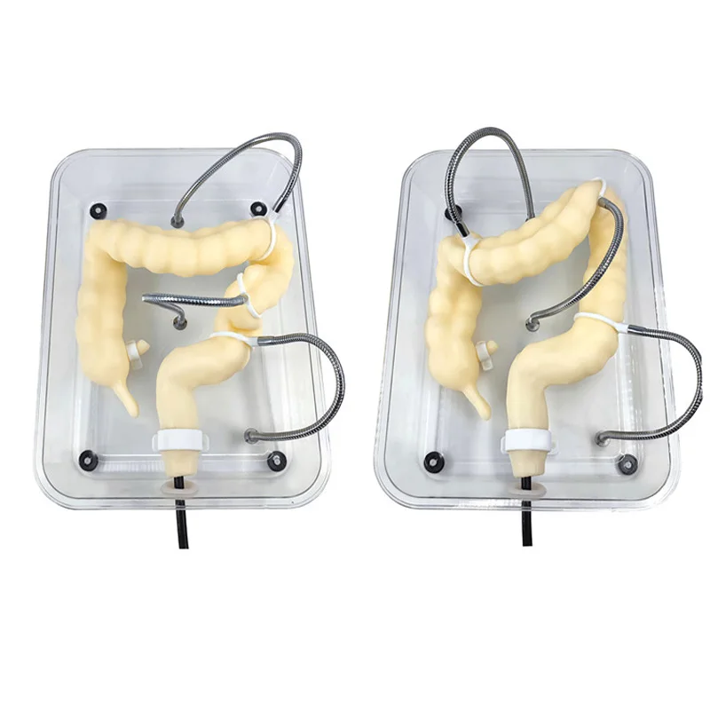 Soft Colonoscopy Training Model Simulator with Adjustable Difficulty, Virtual Colon Model for Medical Surgery Training, Realistic Colon Anatomy with Tumor and Appendix Models