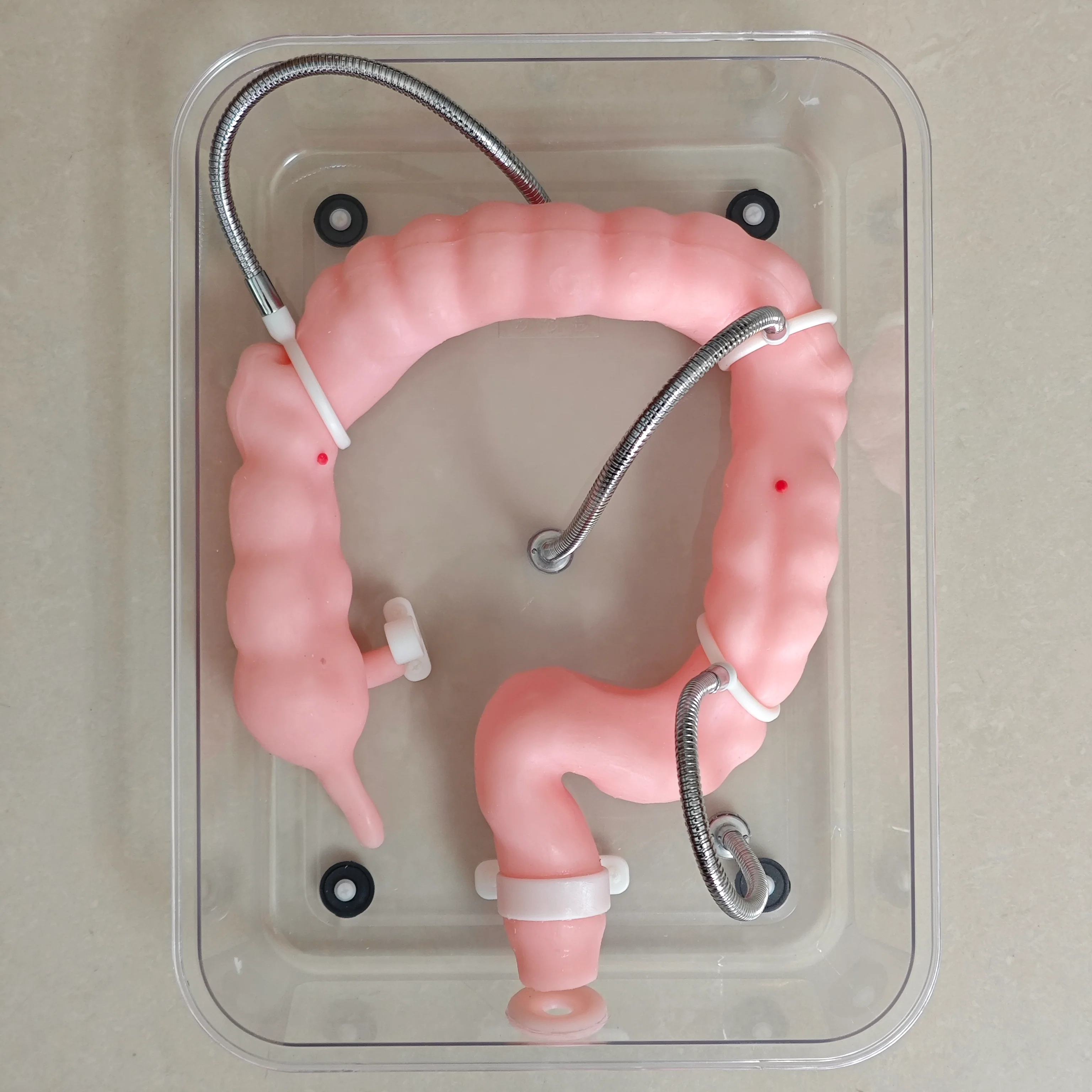 Soft Colonoscopy Training Model Simulator with Adjustable Difficulty, Virtual Colon Model for Medical Surgery Training, Realistic Colon Anatomy with Tumor and Appendix Models - Image 2