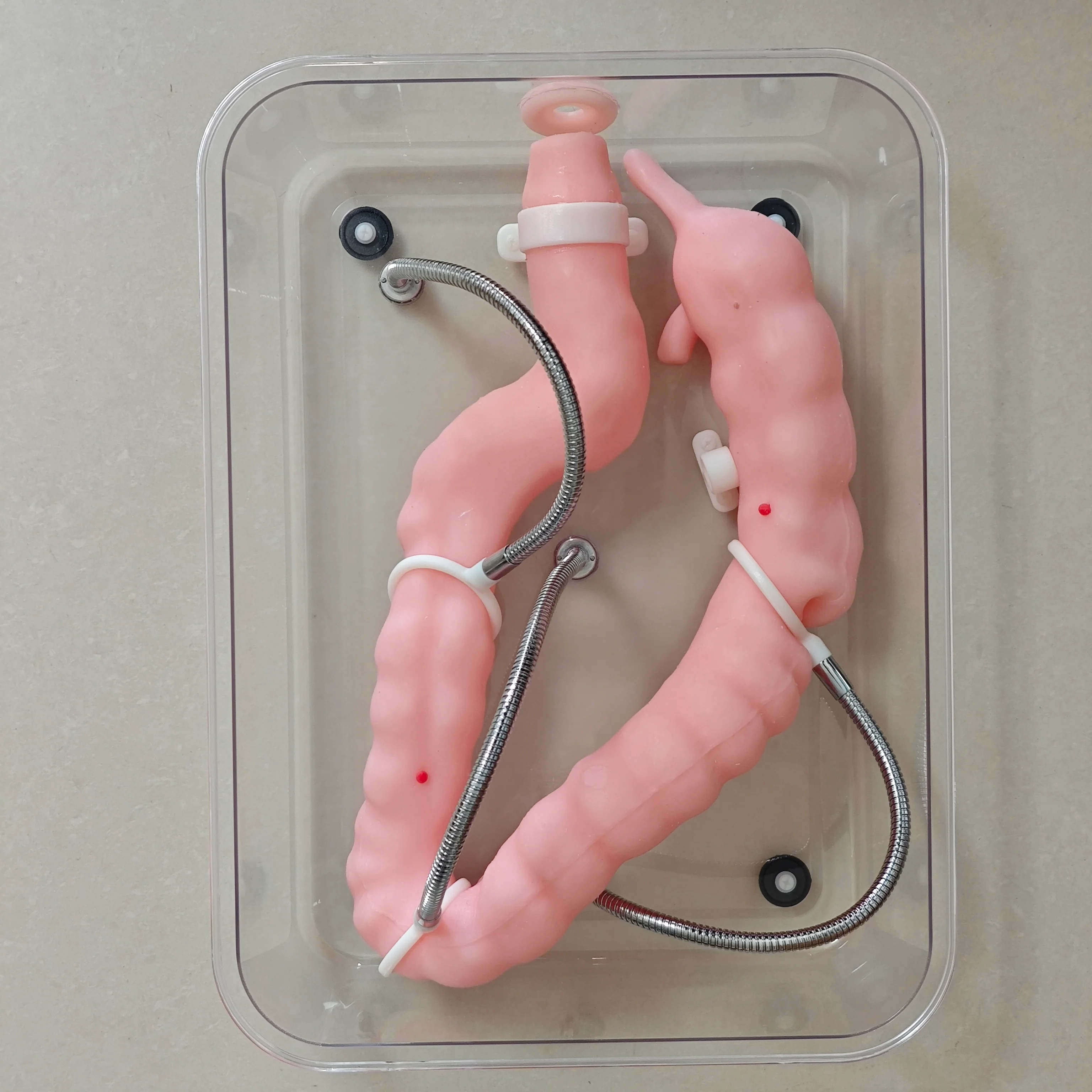 Soft Colonoscopy Training Model Simulator with Adjustable Difficulty, Virtual Colon Model for Medical Surgery Training, Realistic Colon Anatomy with Tumor and Appendix Models - Image 3