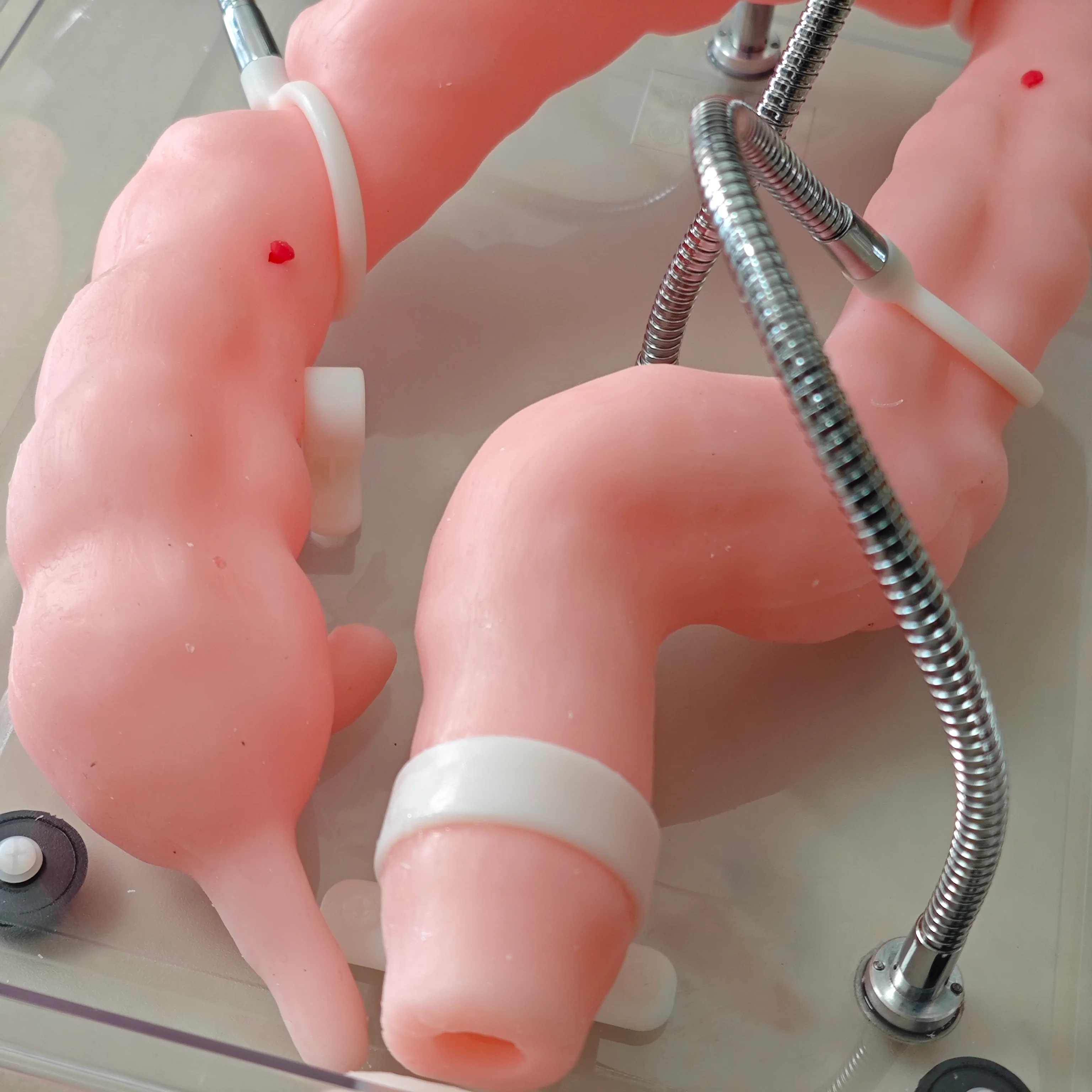 Soft Colonoscopy Training Model Simulator with Adjustable Difficulty, Virtual Colon Model for Medical Surgery Training, Realistic Colon Anatomy with Tumor and Appendix Models - Image 4