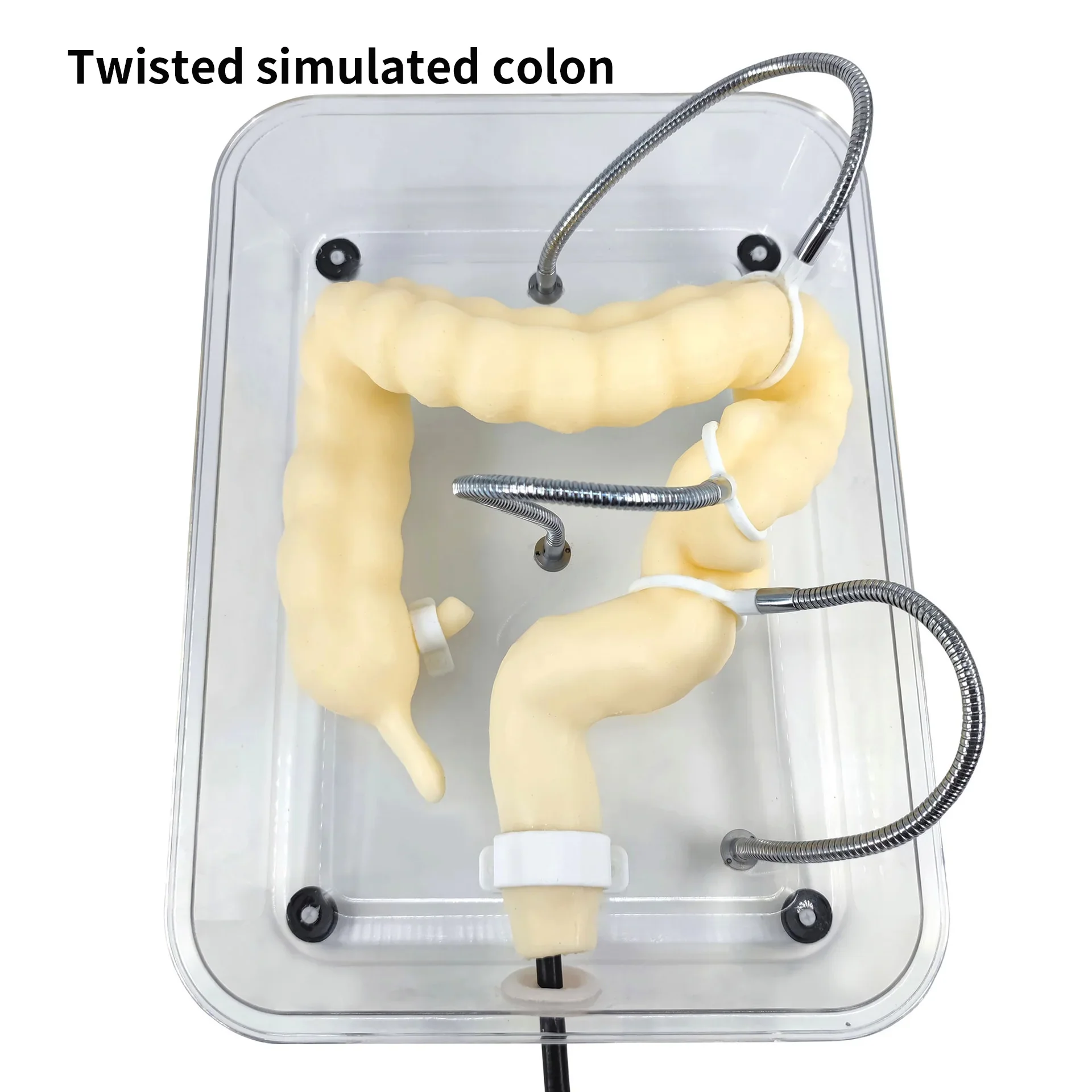 Soft Colonoscopy Training Model Simulator with Adjustable Difficulty, Virtual Colon Model for Medical Surgery Training, Realistic Colon Anatomy with Tumor and Appendix Models - Image 7