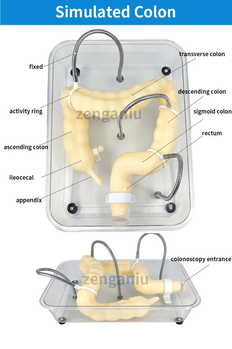 Soft Colonoscopy Training Model Simulator with Adjustable Difficulty, Virtual Colon Model for Medical Surgery Training, Realistic Colon Anatomy with Tumor and Appendix Models - Image 8