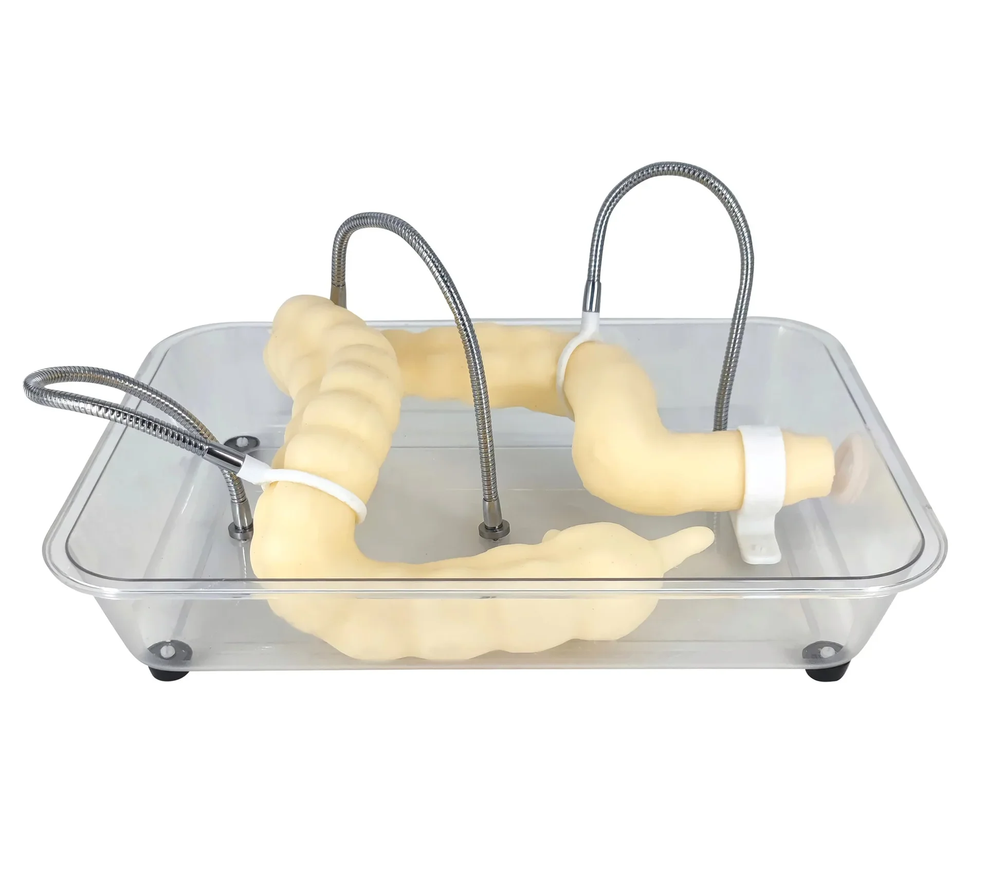 Soft Colonoscopy Training Model Simulator with Adjustable Difficulty, Virtual Colon Model for Medical Surgery Training, Realistic Colon Anatomy with Tumor and Appendix Models - Image 9
