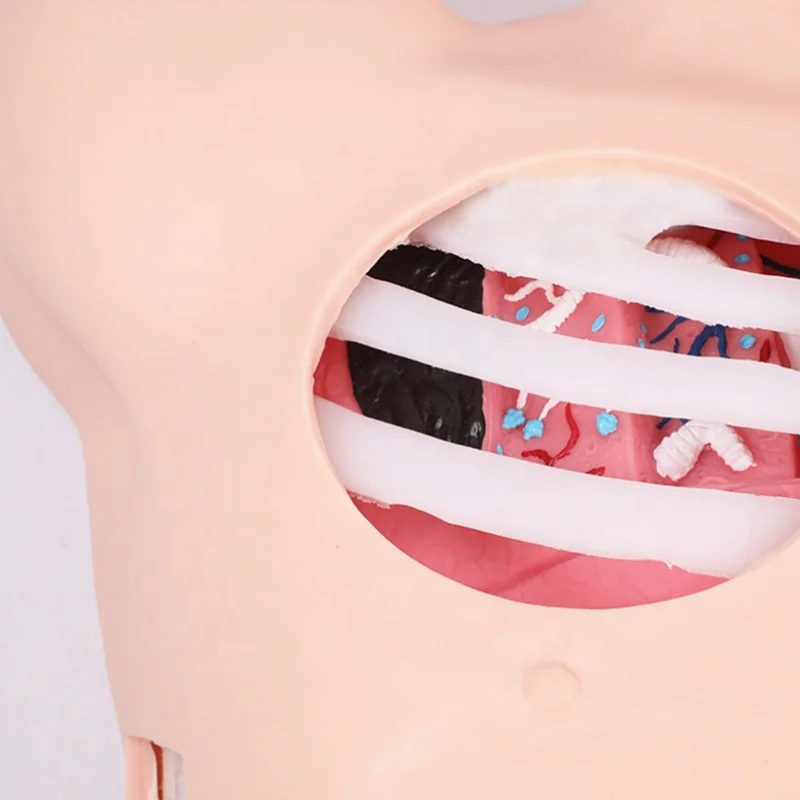 Thoracentesis Pneumothorax Hydrothorax Practice Simulator | Chest Wound Care Training Model for Nursing & Medical Students - Image 2