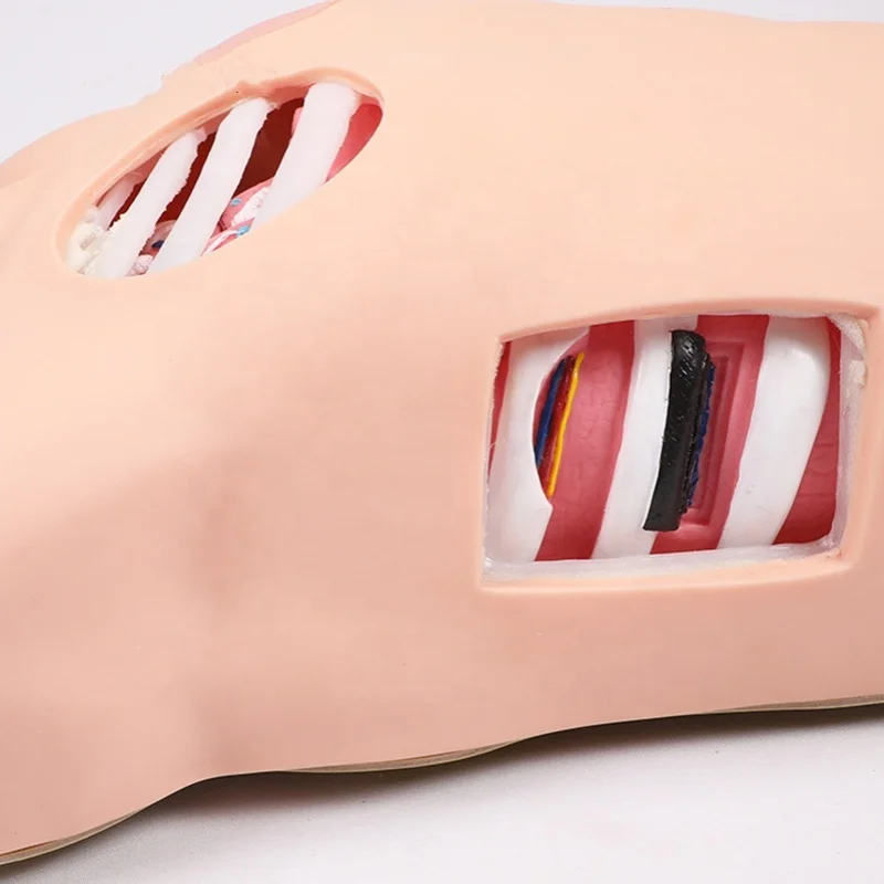 Thoracentesis Pneumothorax Hydrothorax Practice Simulator | Chest Wound Care Training Model for Nursing & Medical Students - Image 3