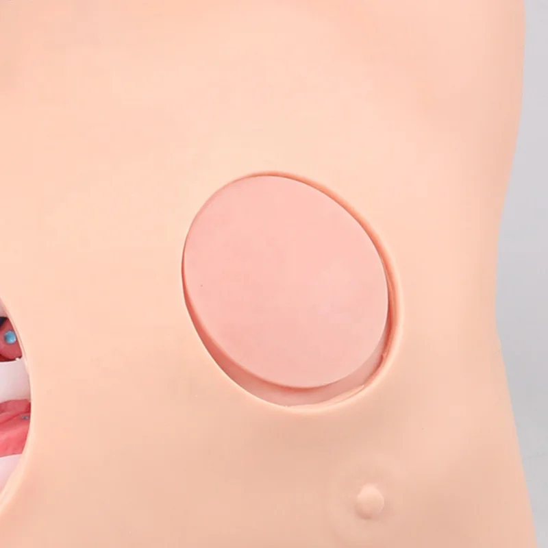 Thoracentesis Pneumothorax Hydrothorax Practice Simulator | Chest Wound Care Training Model for Nursing & Medical Students - Image 5