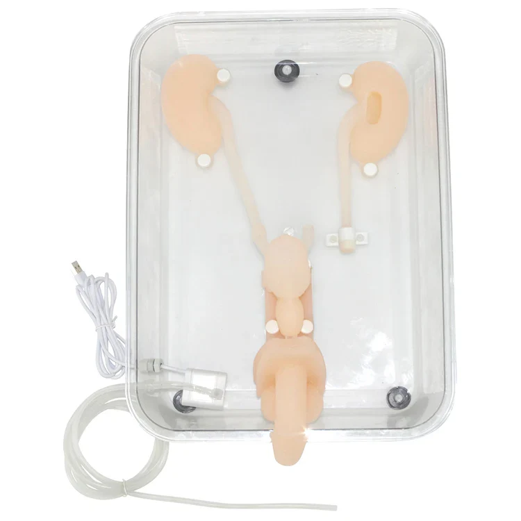 Ureteroscopy simulation training model Urinary organ structure model silicone kidney model - Image 2