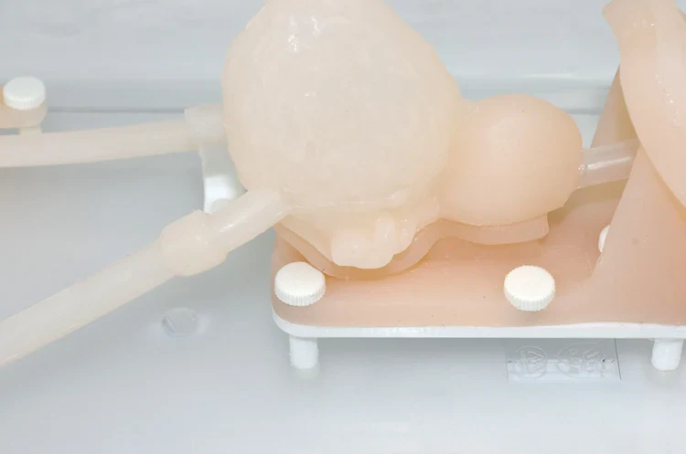 Ureteroscopy simulation training model Urinary organ structure model silicone kidney model - Image 3